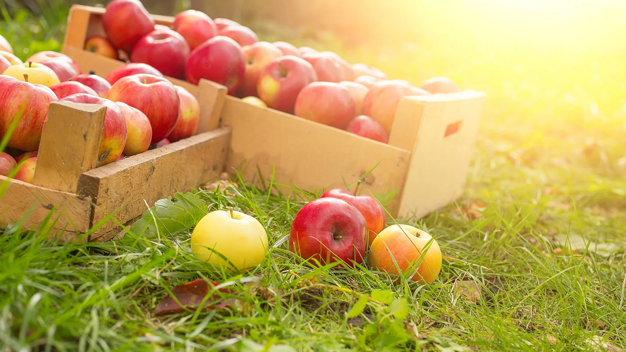 The Versatile World of Apple Boxes: A Comprehensive Guide